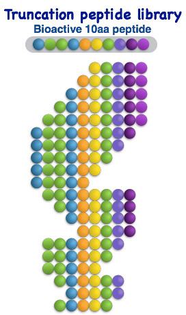 Truncation peptide library